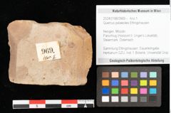 Foto (Objekt + Etikett) von Quercus palaeoilex Ettingshausen (NHMW-GEO-2024-0188-0969)